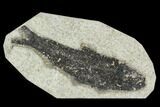 Bargain, 4.6" Fossil Fish (Knightia) - Green River Formation - #129788-1